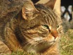 Die Katzendame Merry liegt im         Gras und beobachtet aufmerksam ihre Umgebung