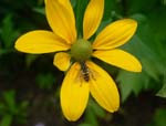 Schwebfliege auf gelber Blume