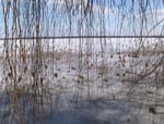 Der See ist zentimeterdick eingefroren und mit ihm das Schilf